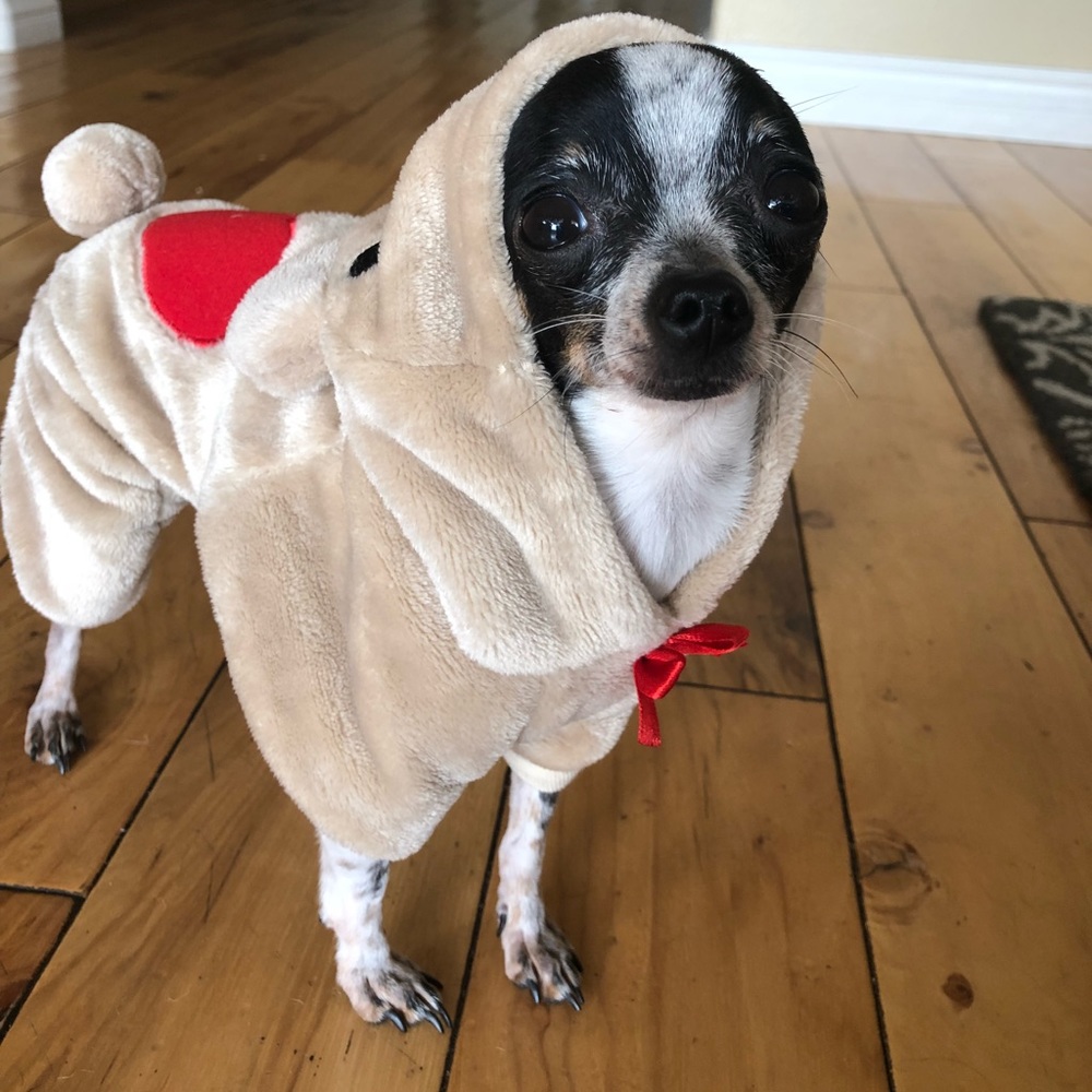 Meet me and my doggy 😊💕🌹 - Picture 3 of 7